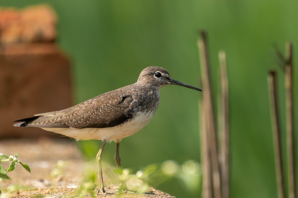 Green Sandpiper - ML408755371