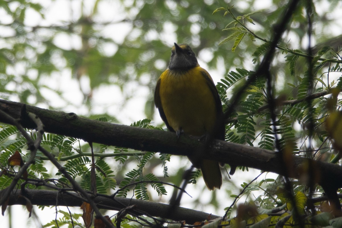 Black-hooded Oriole - ML408755771