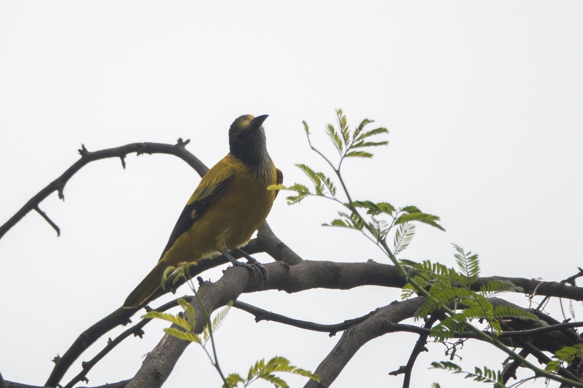 Black-hooded Oriole - ML408755781