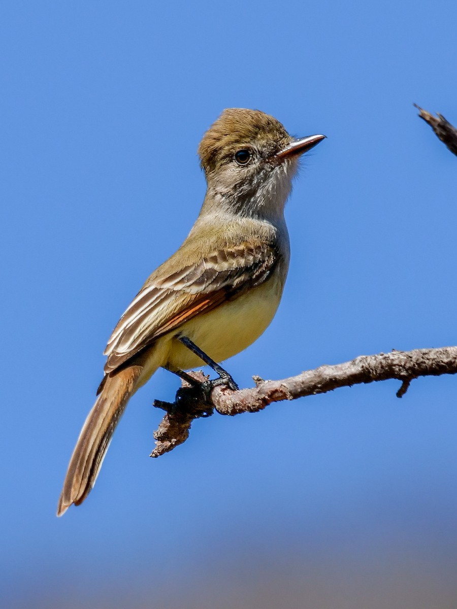 Nutting's Flycatcher - ML408755971