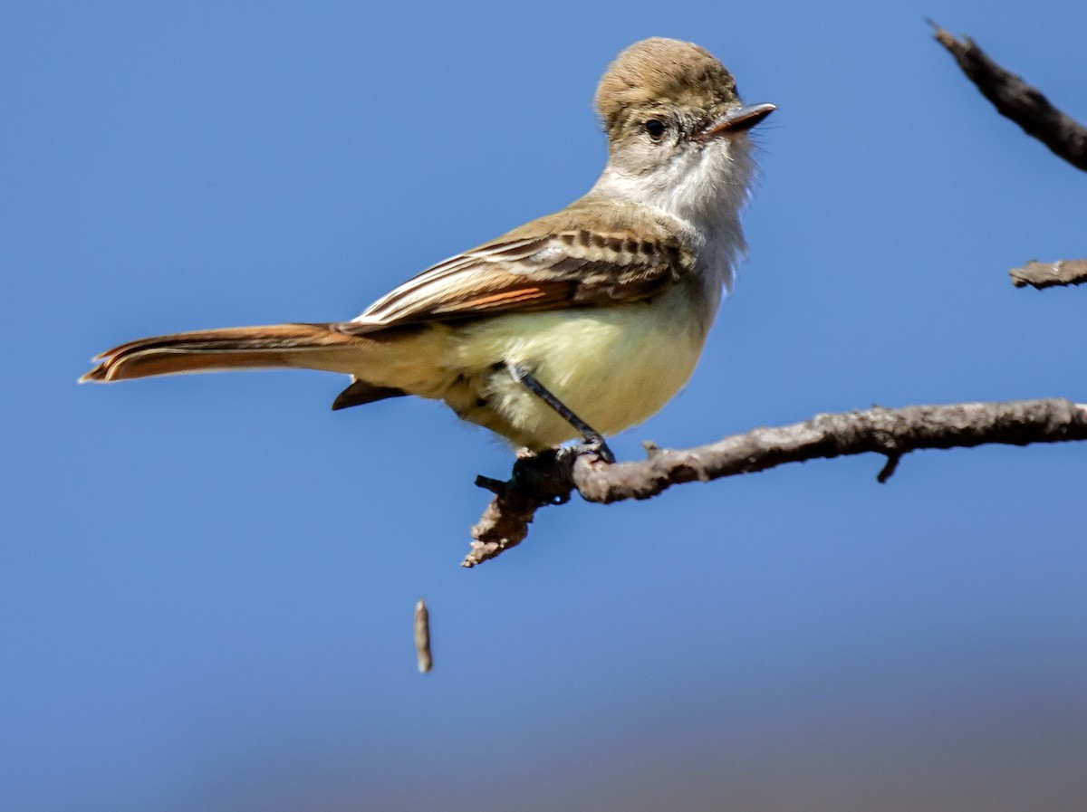 Nutting's Flycatcher - ML408755981