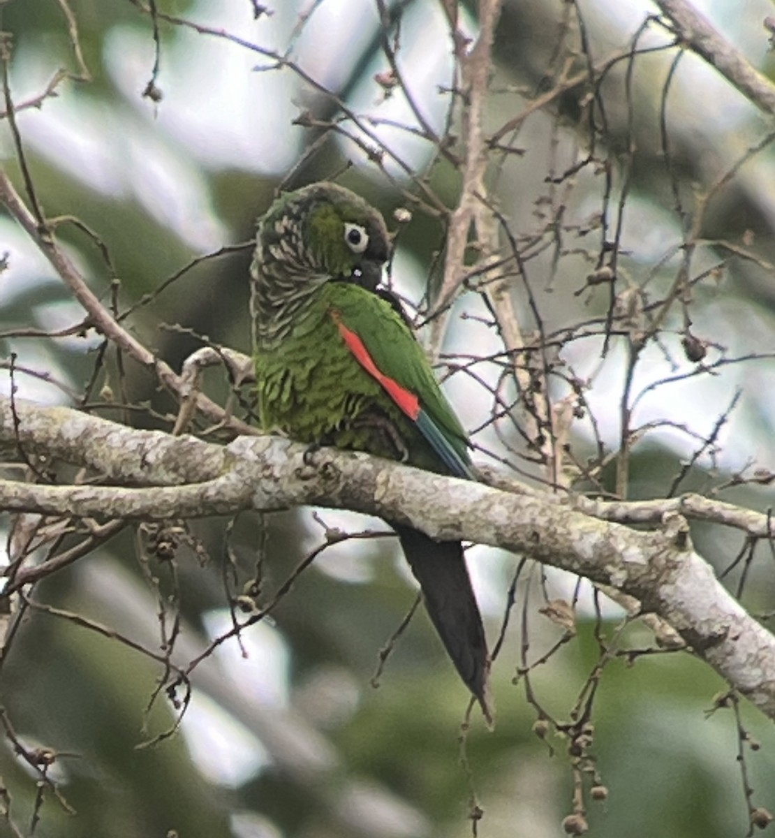 Maroon-tailed Parakeet - ML408759581