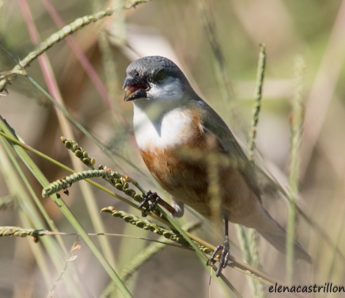 Marsh Seedeater - ML408760001