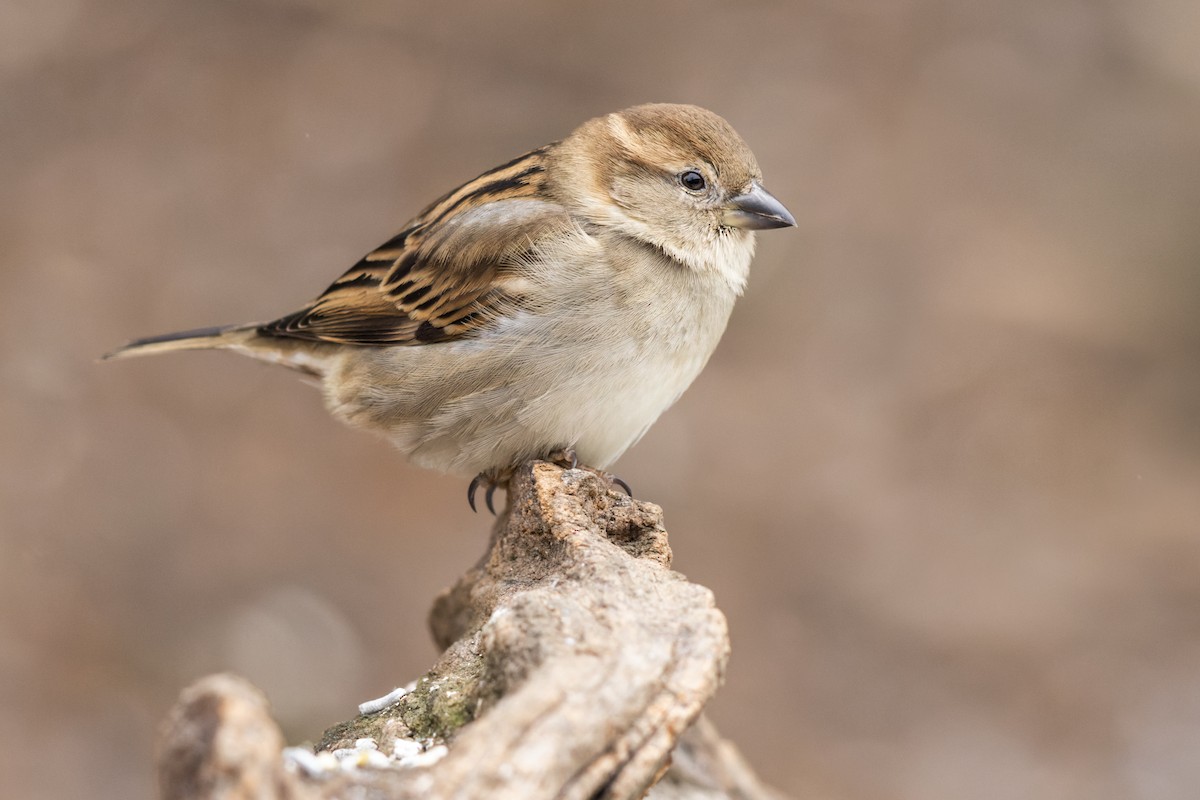 House Sparrow - Brad Imhoff