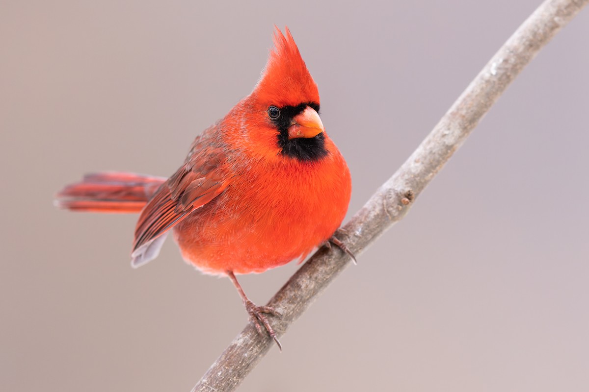 Northern Cardinal - ML408760231