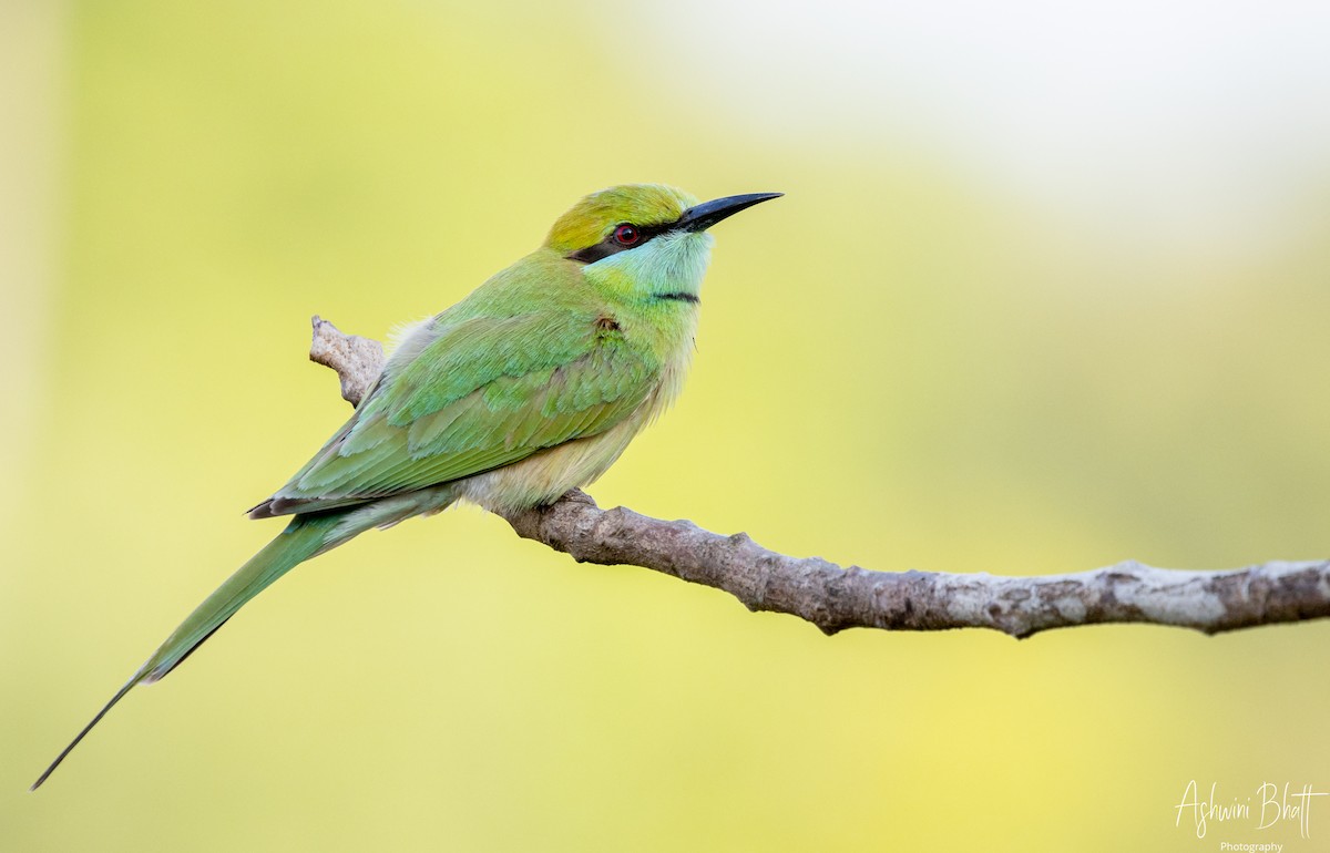 Asian Green Bee-eater - Ashwini Bhatt