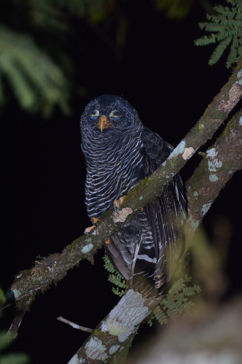 Black-banded Owl - ML408760691