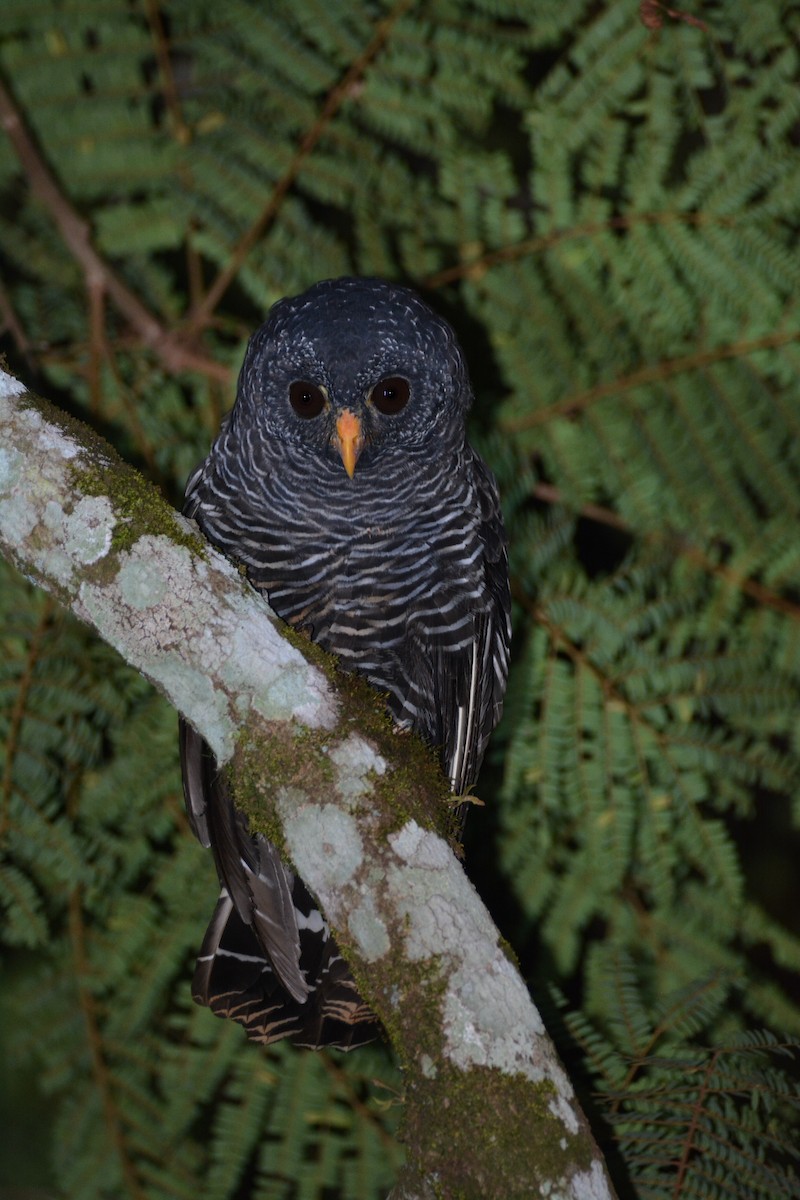 Black-banded Owl - ML408760701