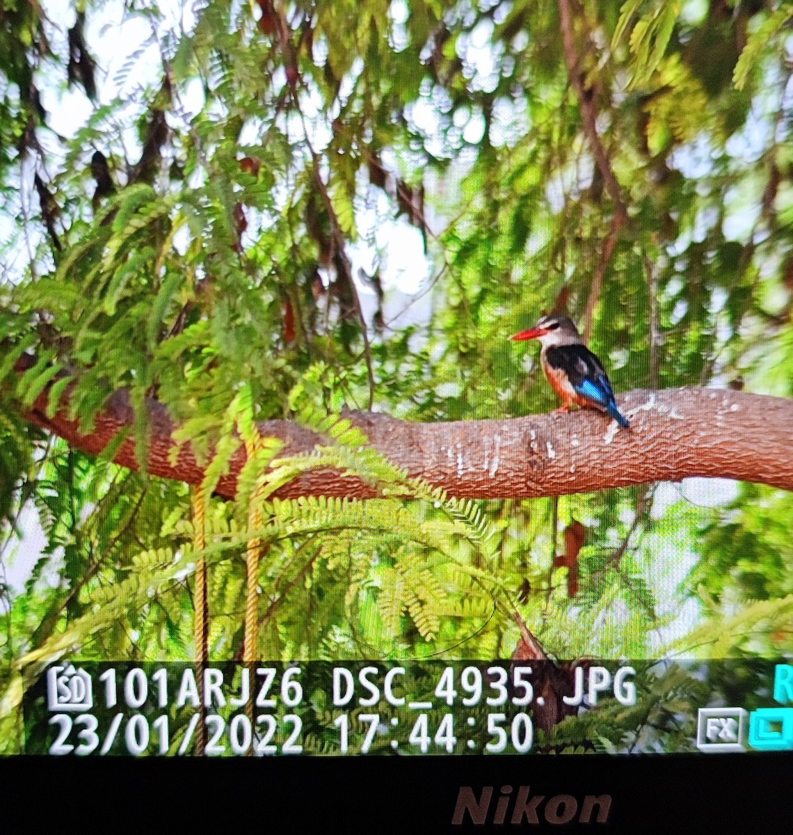 Gray-headed Kingfisher - ML408760811