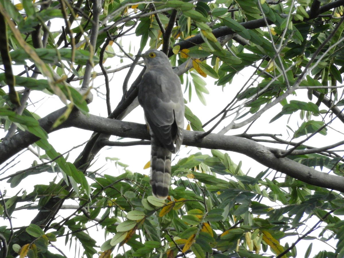 Common Hawk-Cuckoo - ML408761091