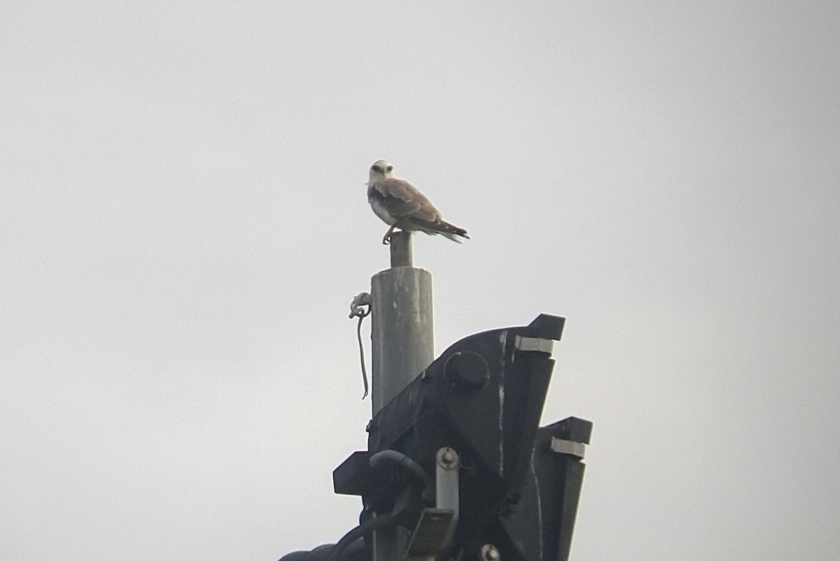 Black-shouldered Kite - ML408762251