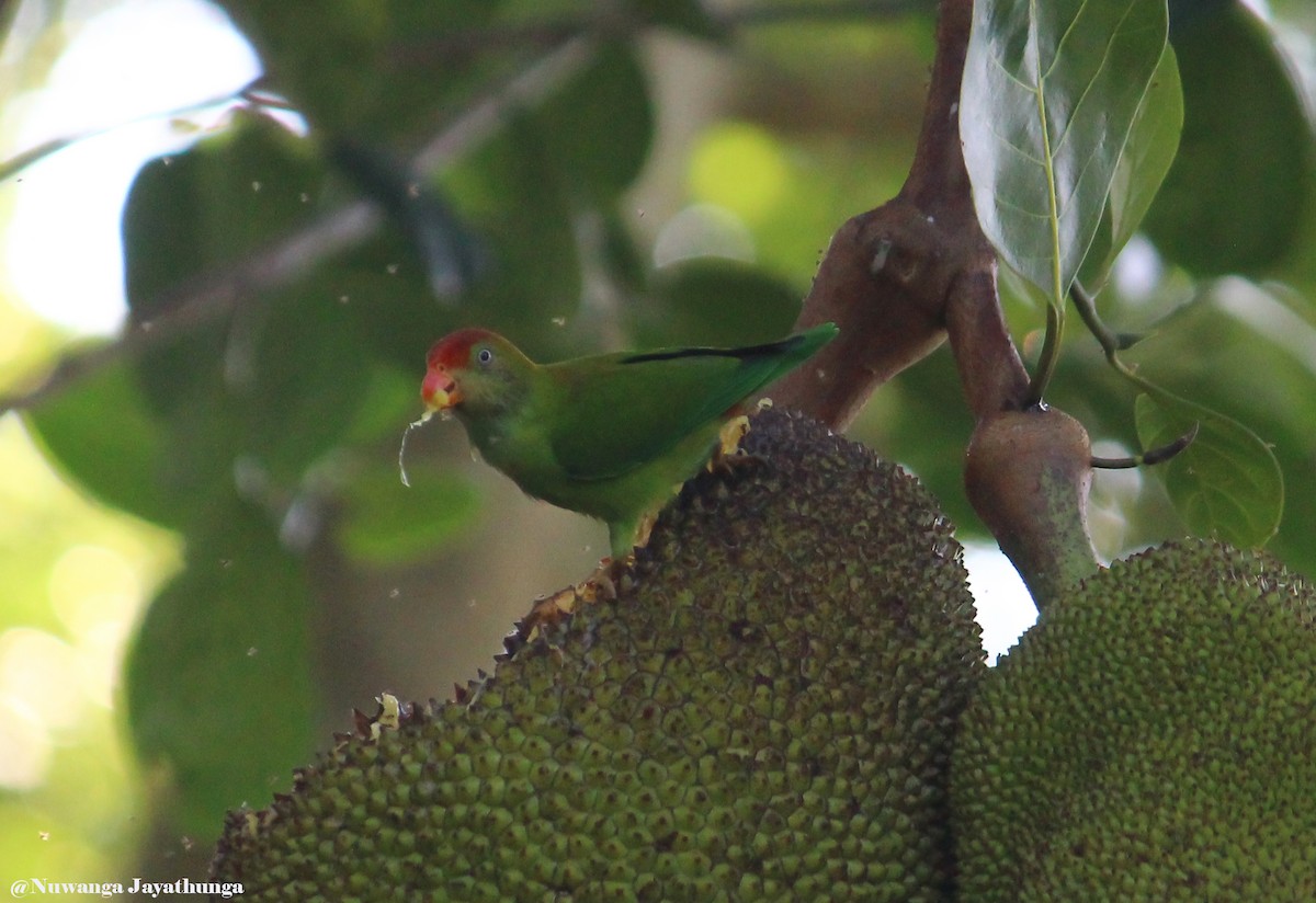 Sri Lanka Hanging-Parrot - Nuwanga Jayathunga