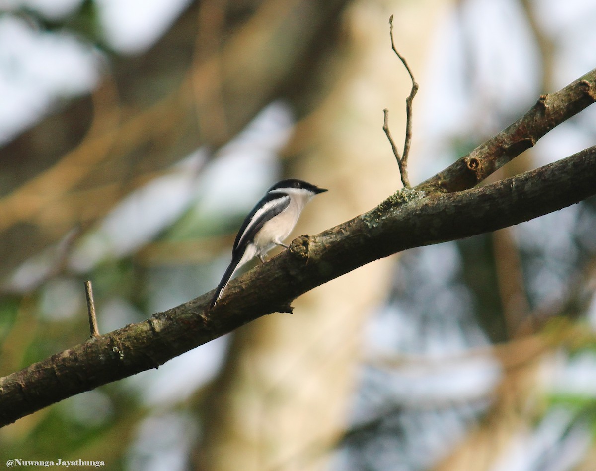 Bar-winged Flycatcher-shrike - Nuwanga Jayathunga