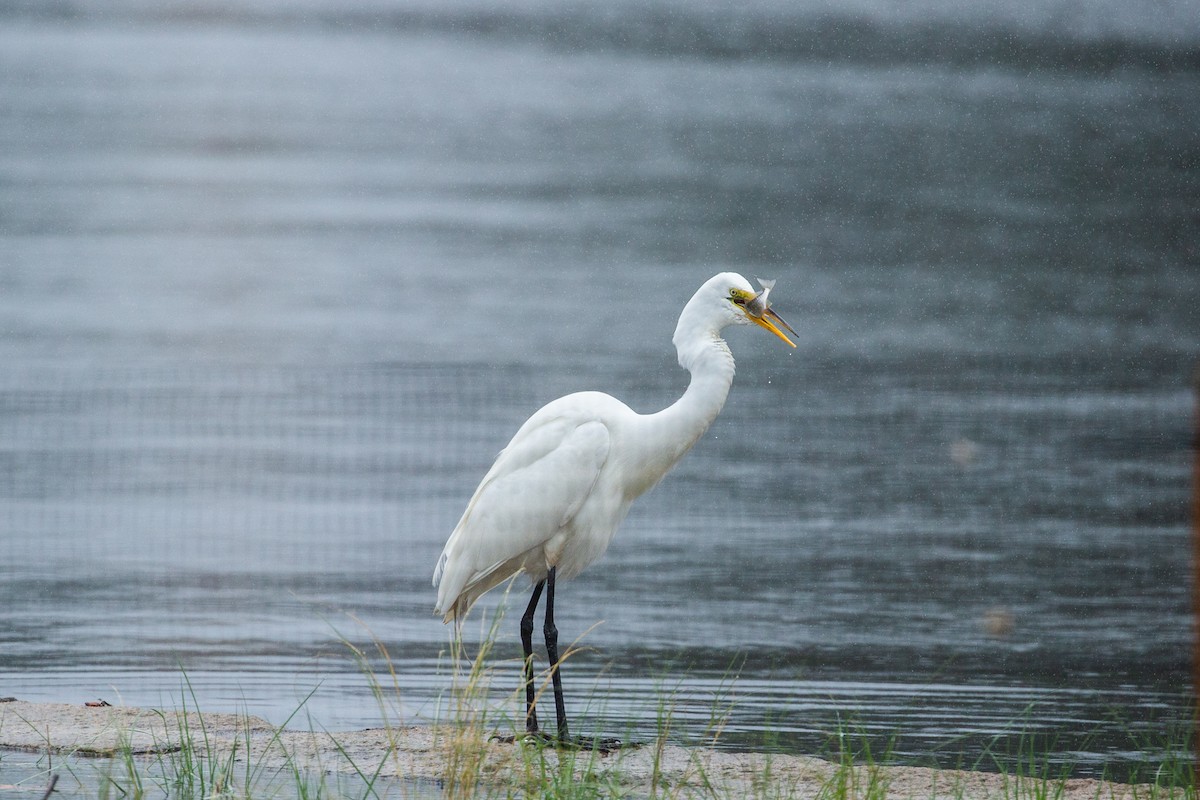 Great Egret - ML408773931