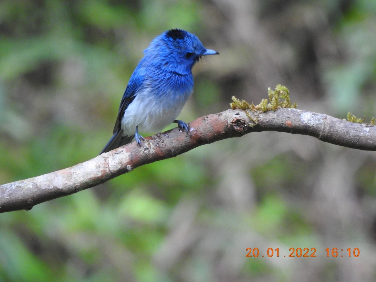 Black-naped Monarch - ML408775041