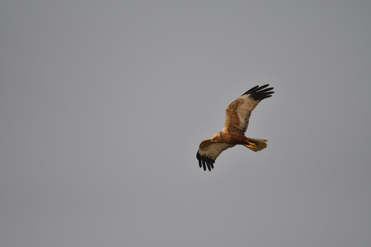 Western Marsh Harrier - ML408776211