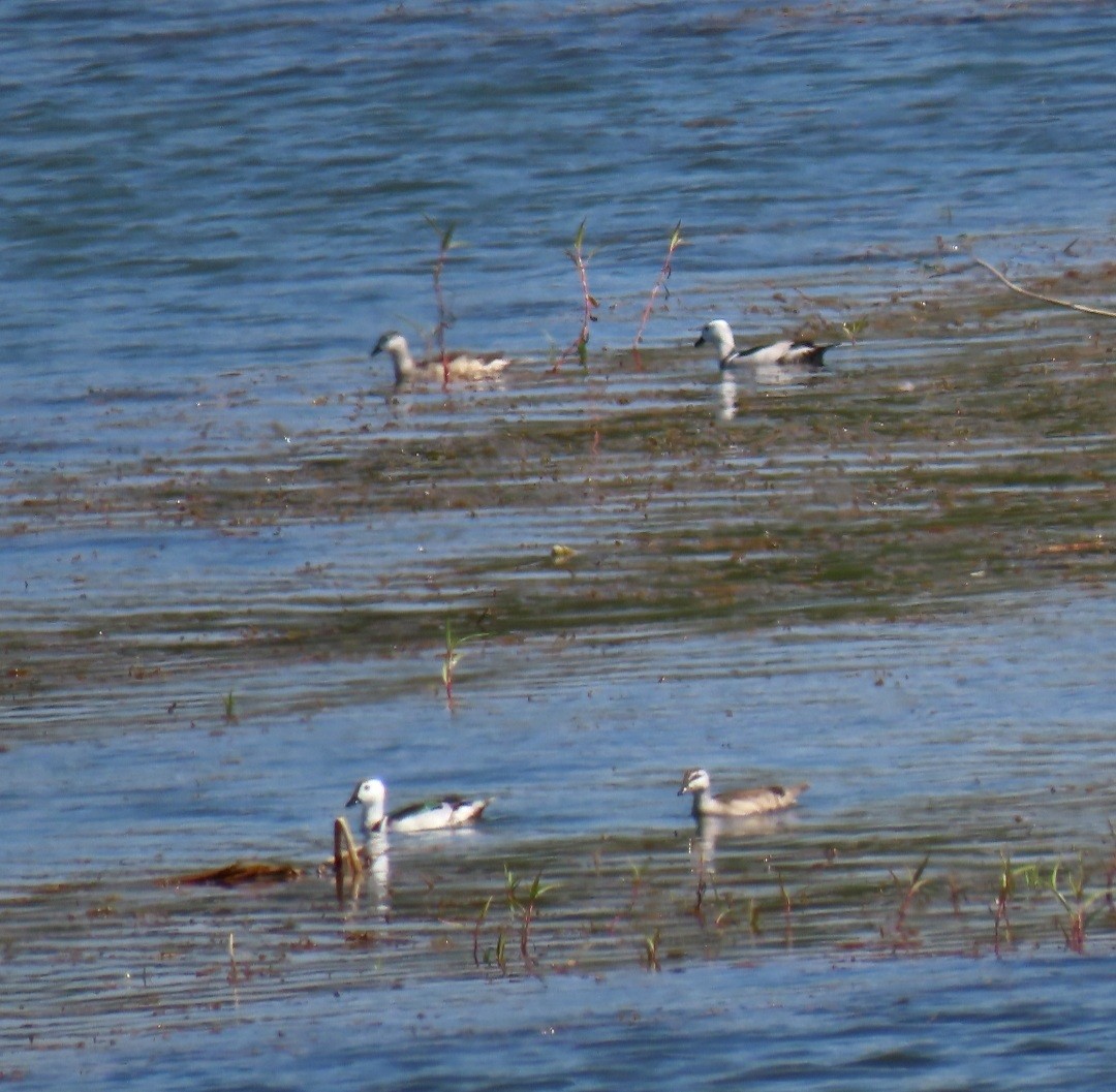 Cotton Pygmy-Goose - ML408776411