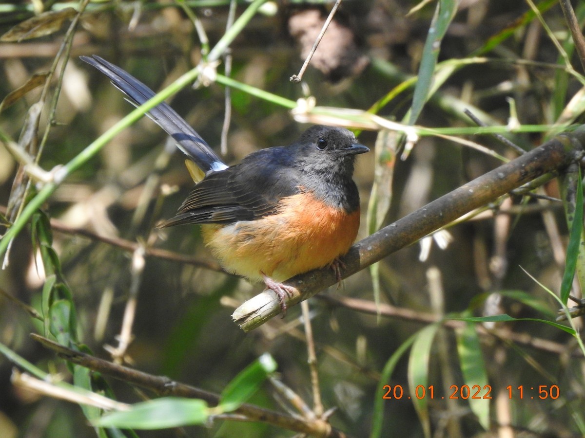 White-rumped Shama - ML408776421