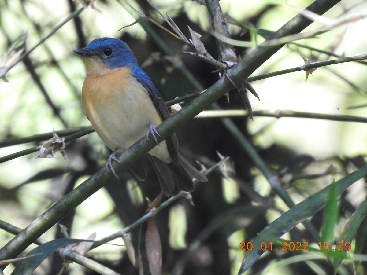 Tickell's Blue Flycatcher - ML408776641