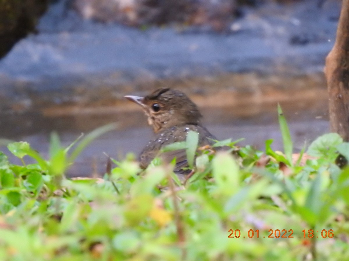 Indian Blue Robin - ML408776801