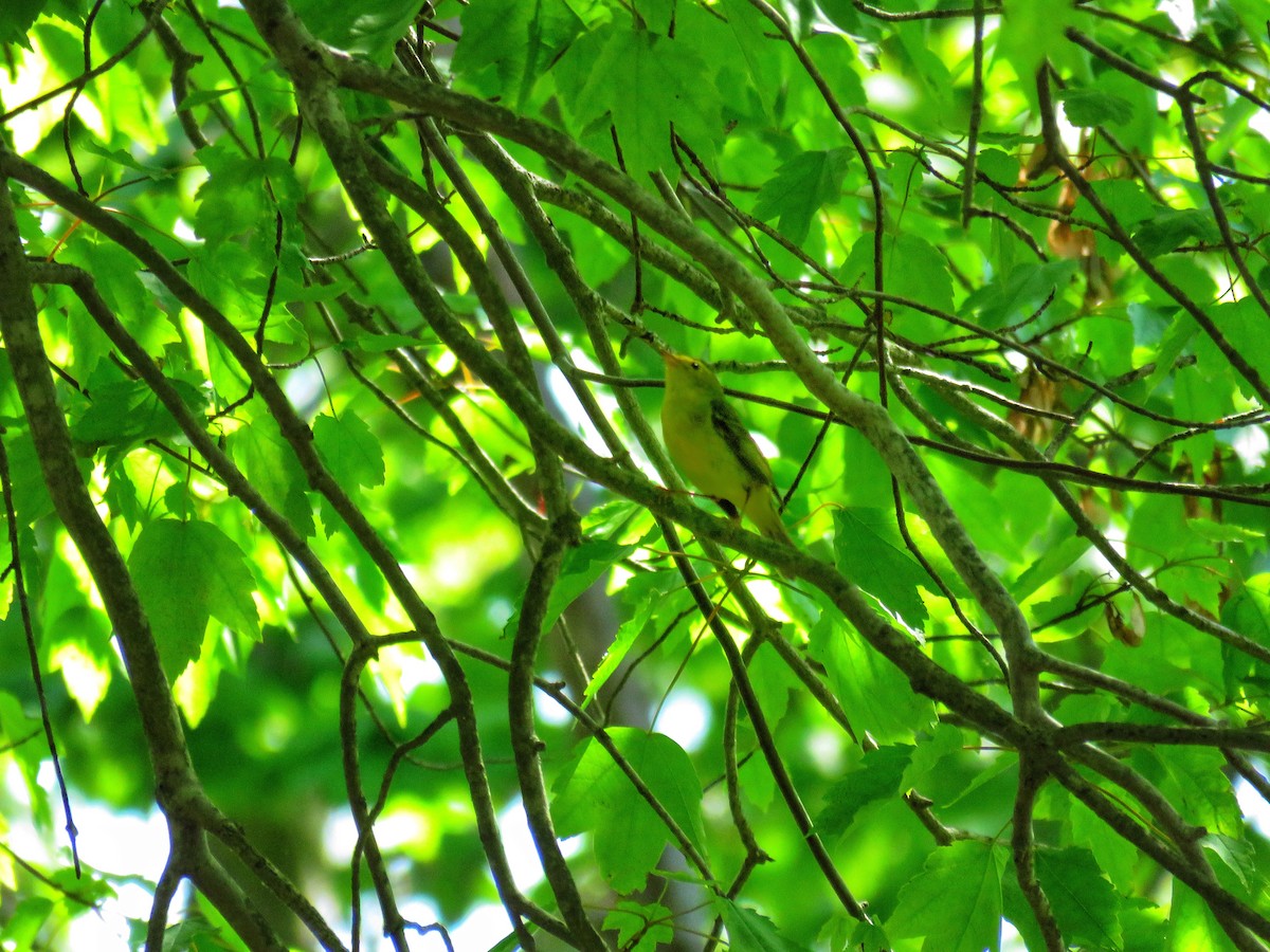 Mönchswaldsänger - ML408777021