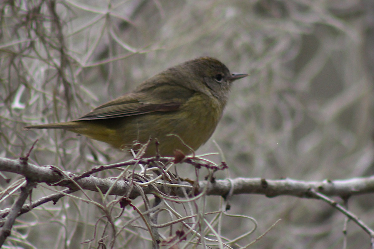 Orange-crowned Warbler - ML408777121