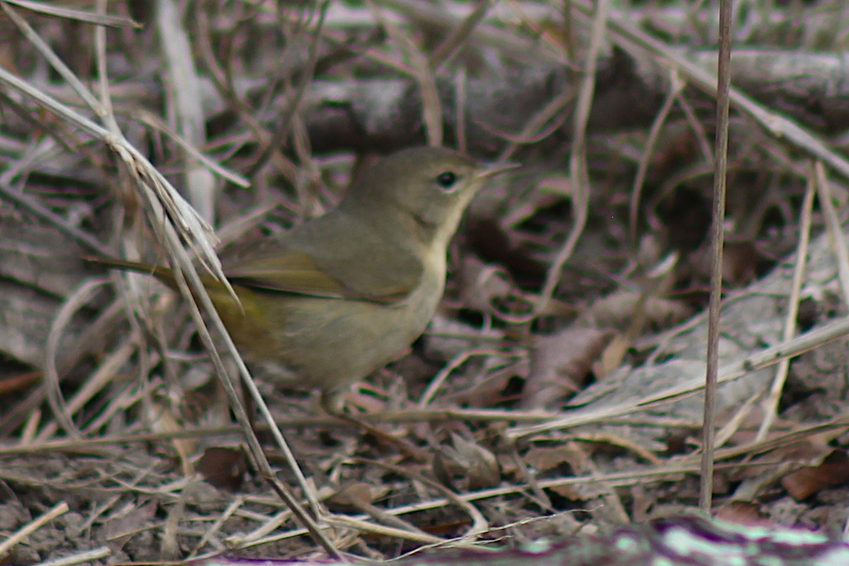 Common Yellowthroat - ML408777171