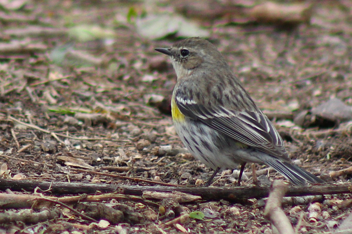 Yellow-rumped Warbler - ML408777221