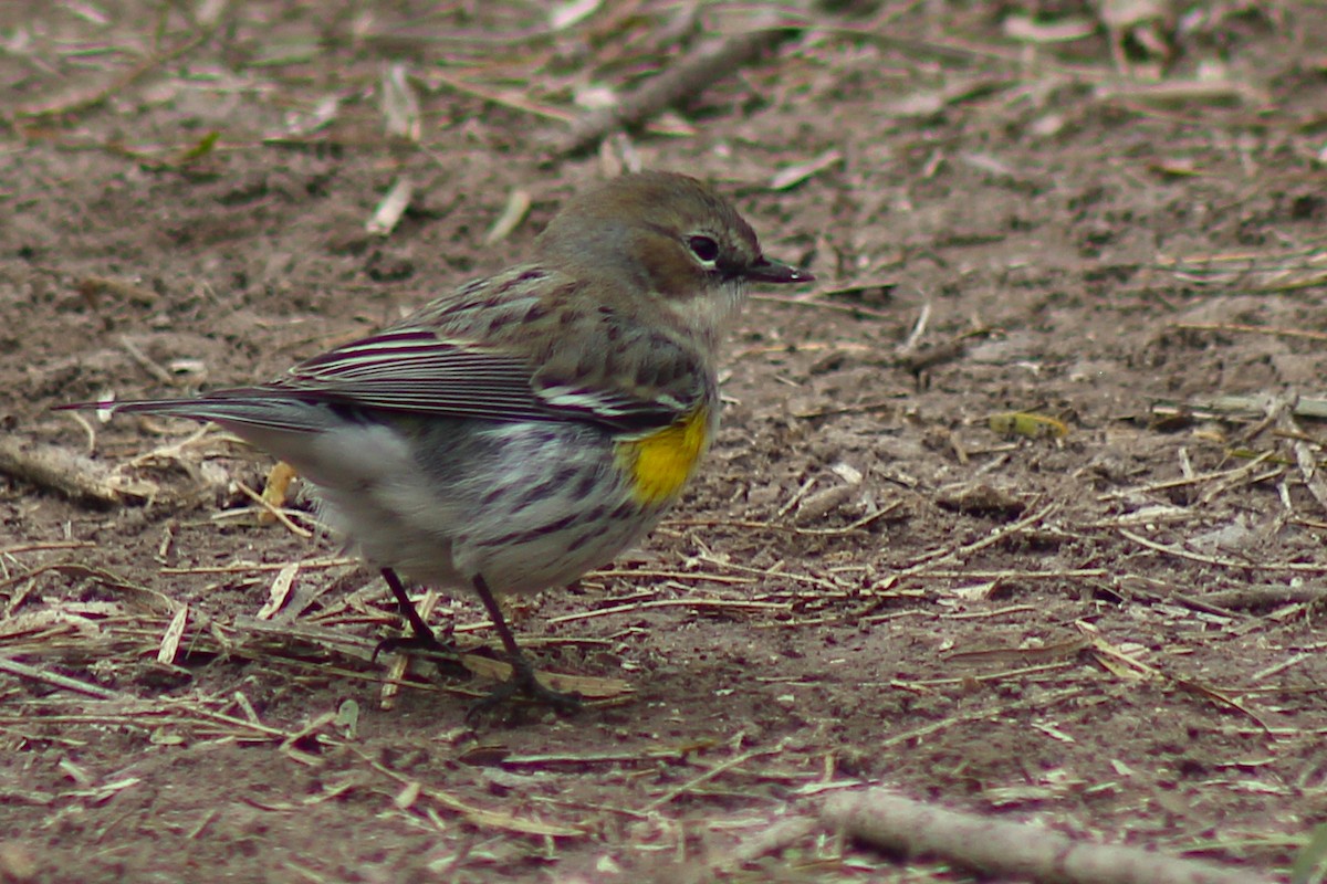Yellow-rumped Warbler - ML408777261