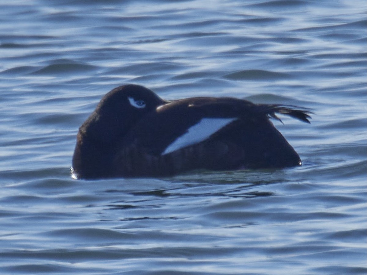 White-winged Scoter - ML408777521