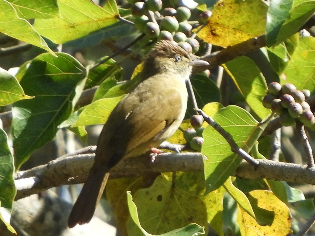 Gray-eyed Bulbul - ML408777971