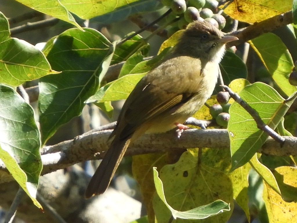 Gray-eyed Bulbul - ML408778001