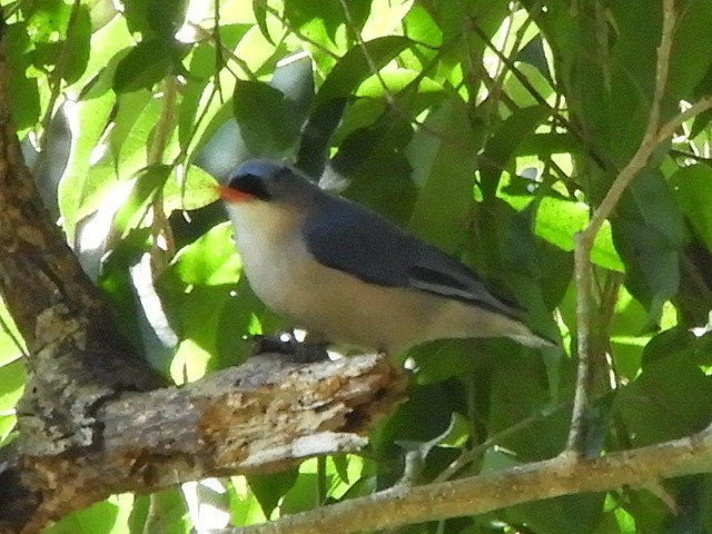 Velvet-fronted Nuthatch - ML408778041