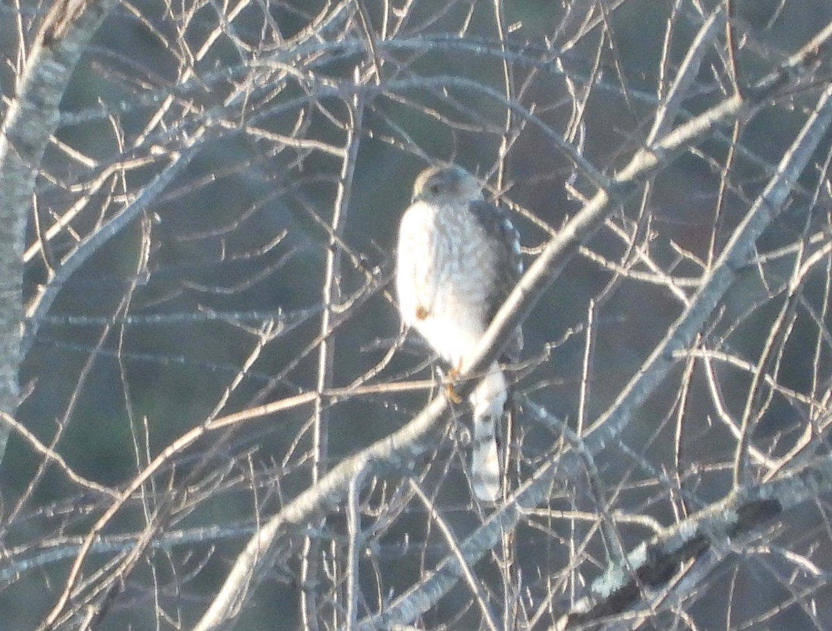 Sharp-shinned Hawk - ML408778351