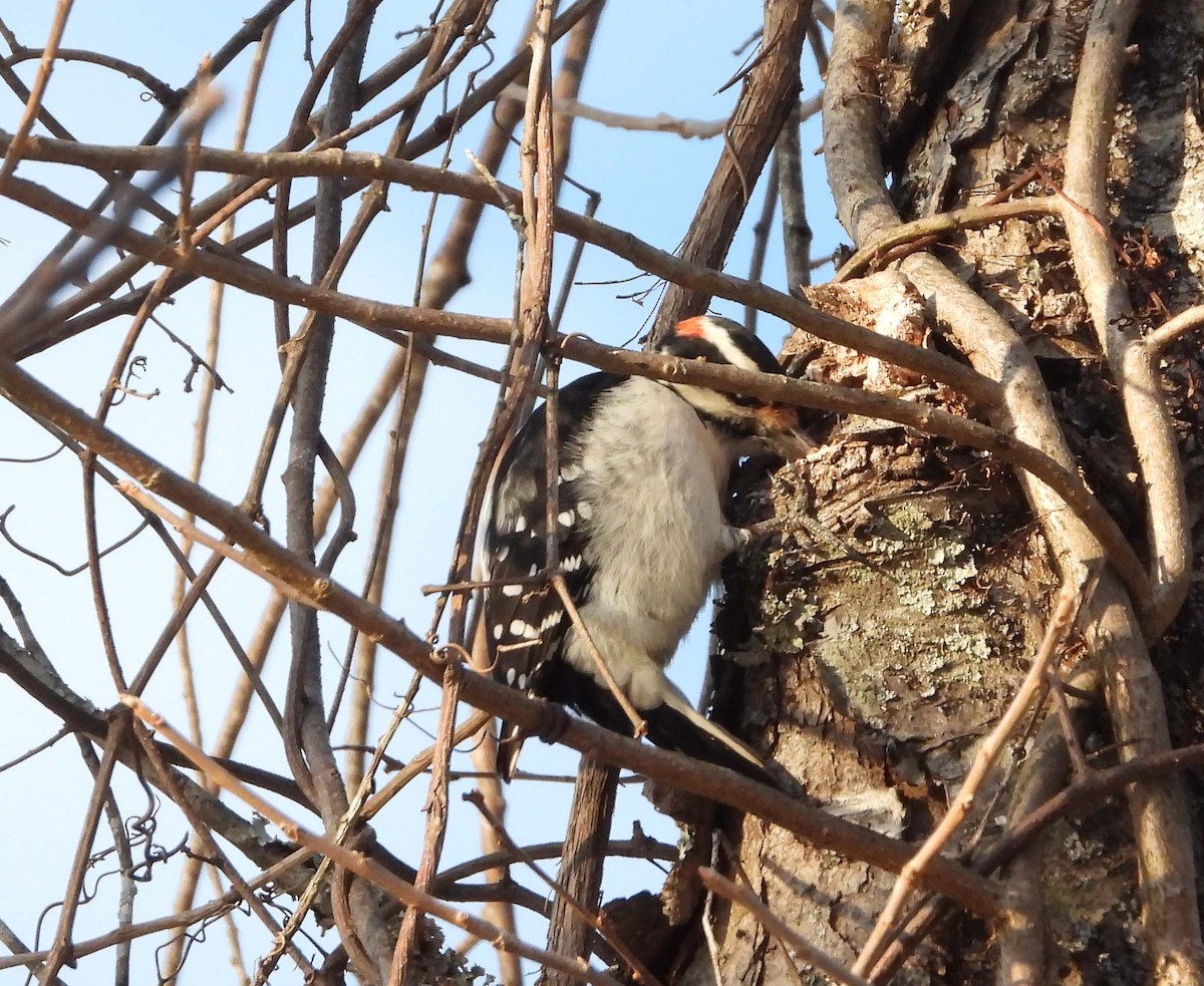 Hairy Woodpecker - ML408778441