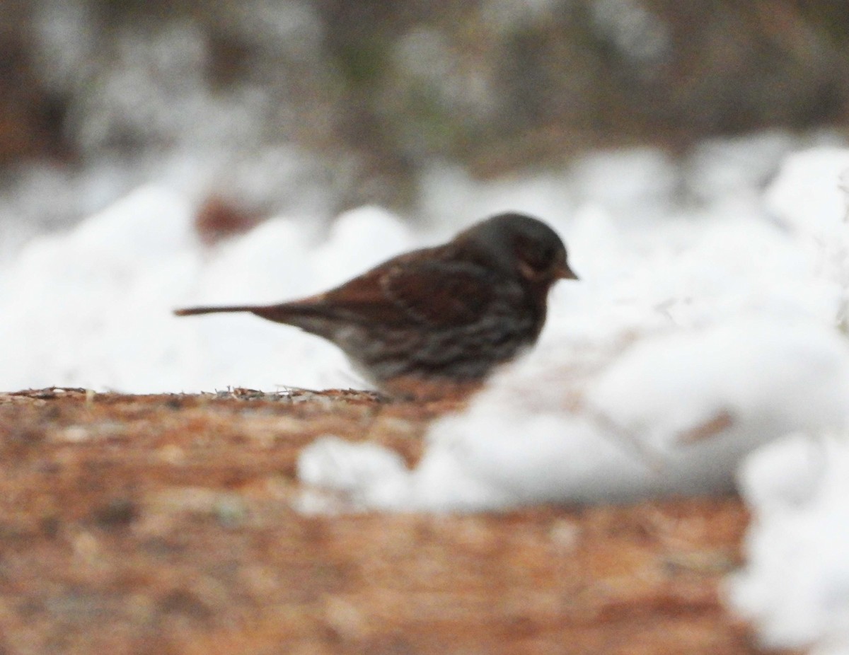 Fox Sparrow - Doug Pfeiffer