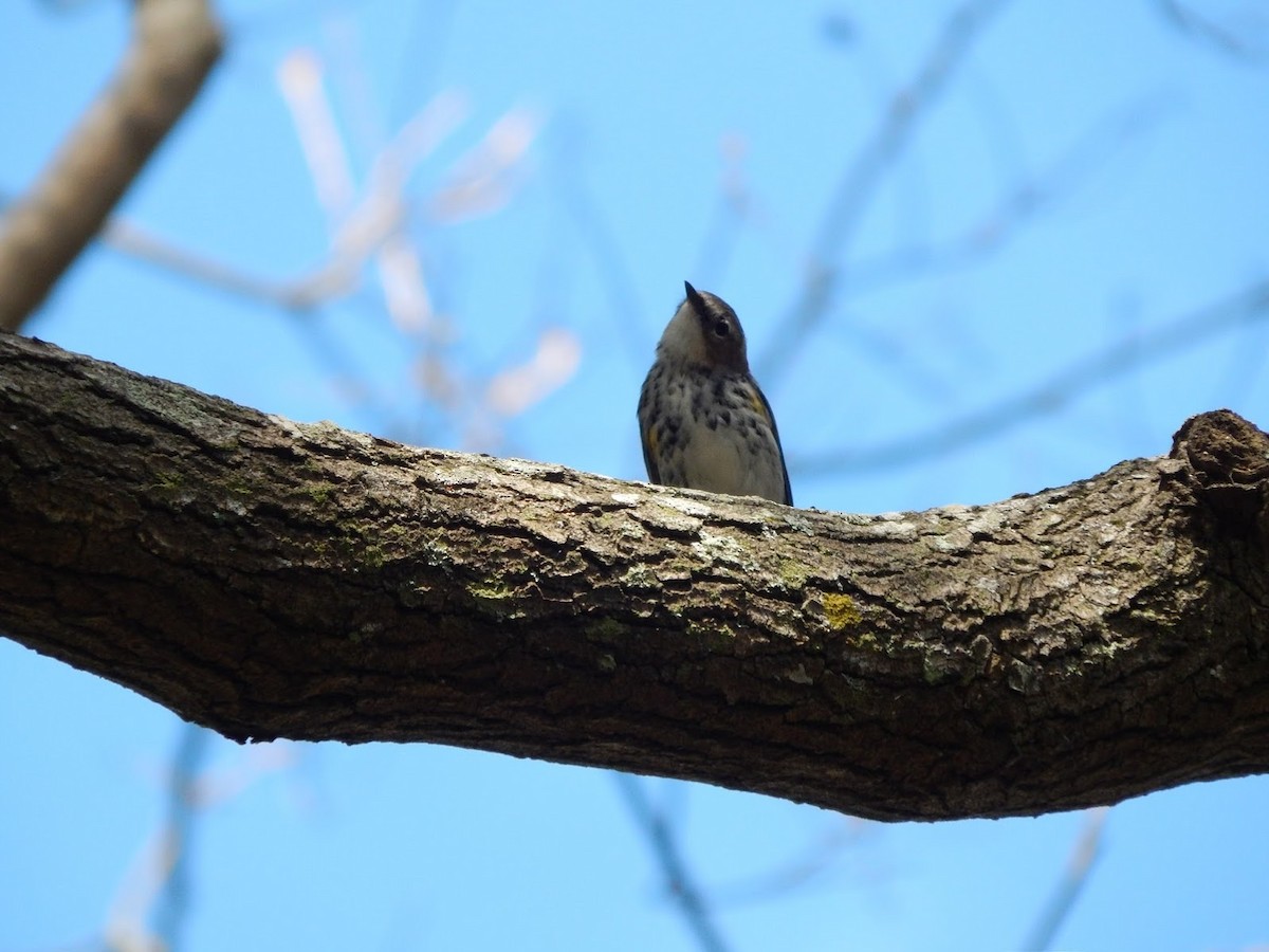Yellow-rumped Warbler - ML40878031