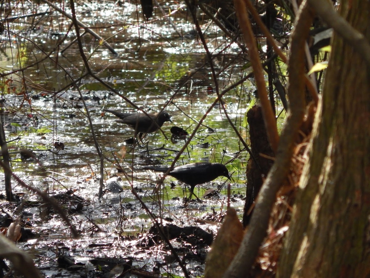Rusty Blackbird - ML40878081