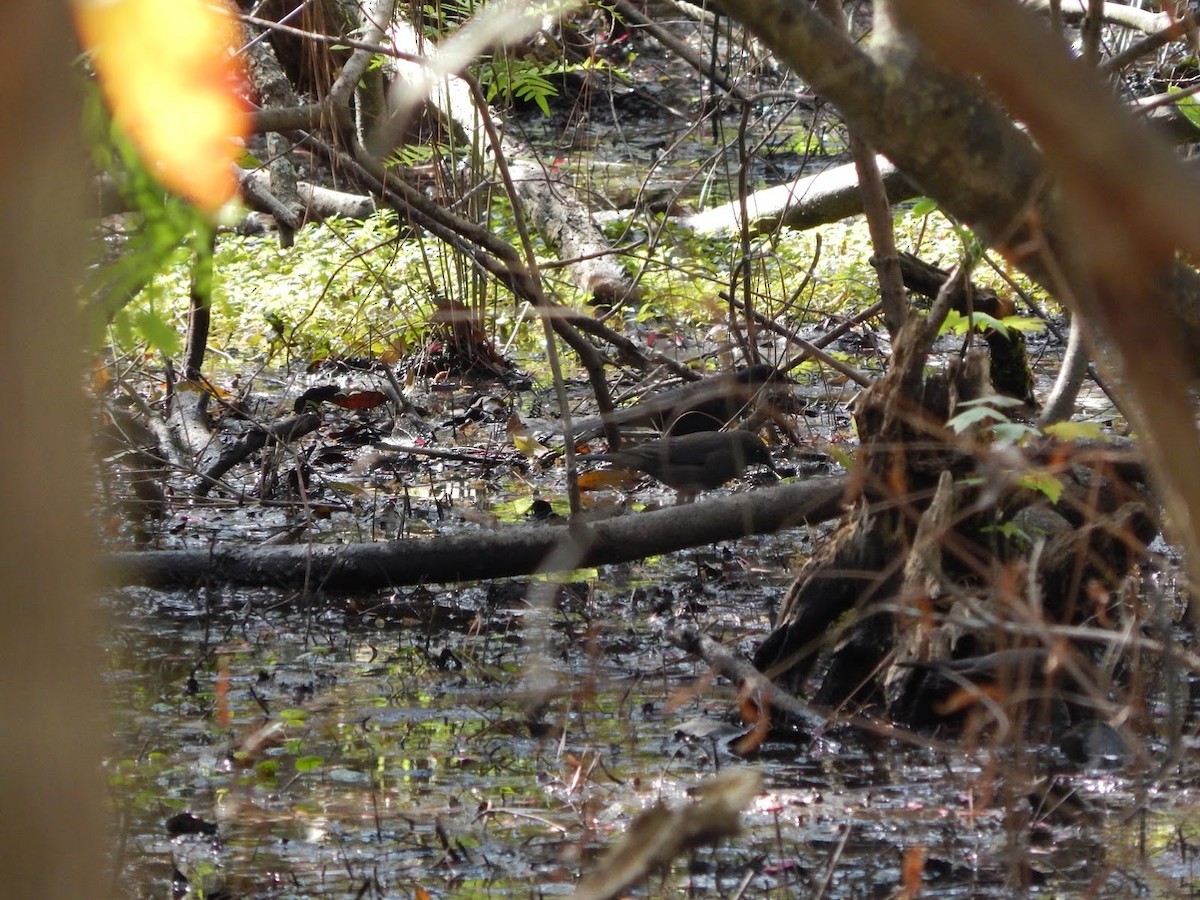 Rusty Blackbird - ML40878091