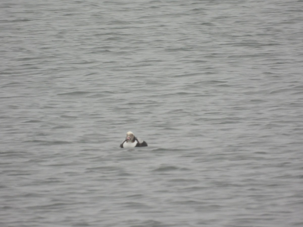 Long-tailed Duck - ML408781001