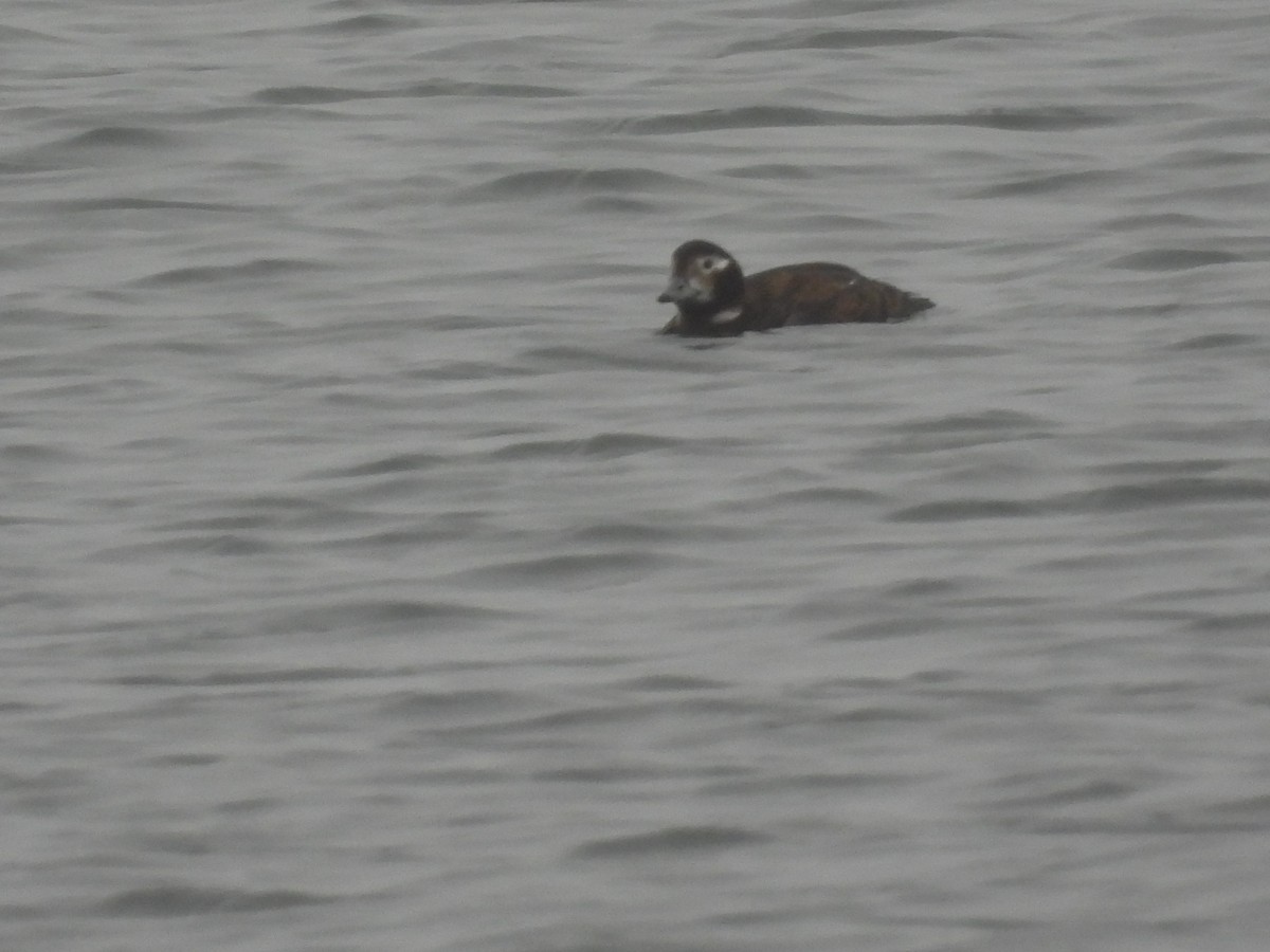 Long-tailed Duck - ML408781041