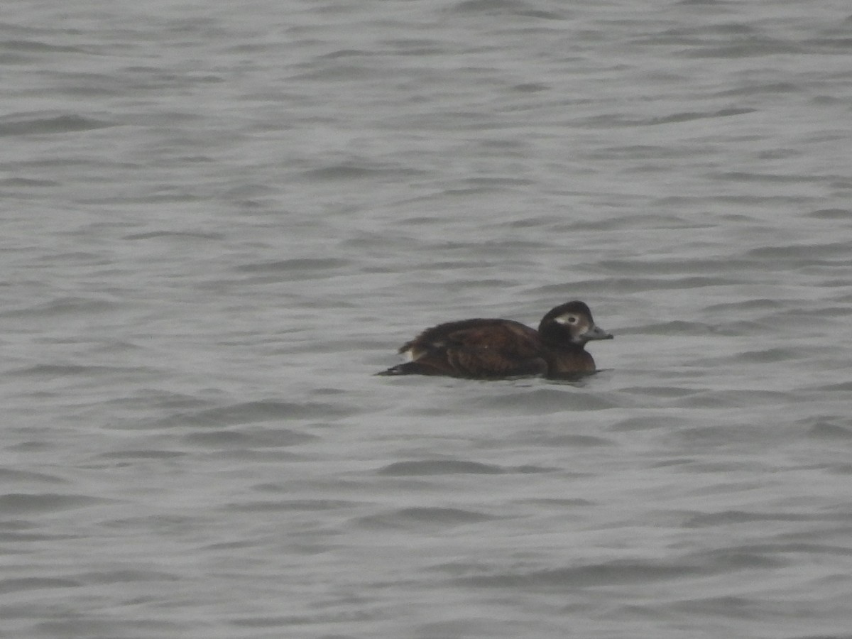 Long-tailed Duck - ML408781141