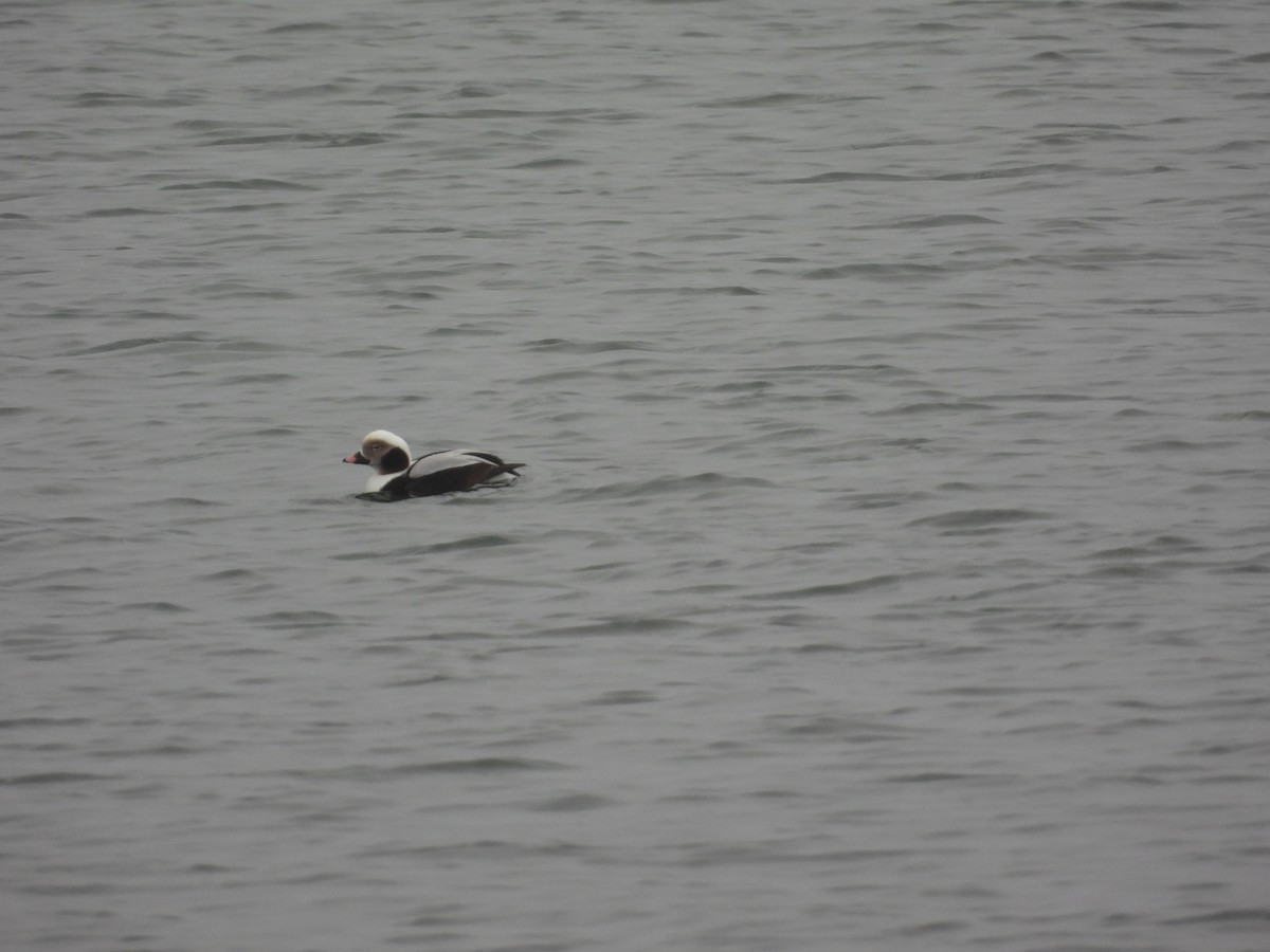 Long-tailed Duck - ML408781211