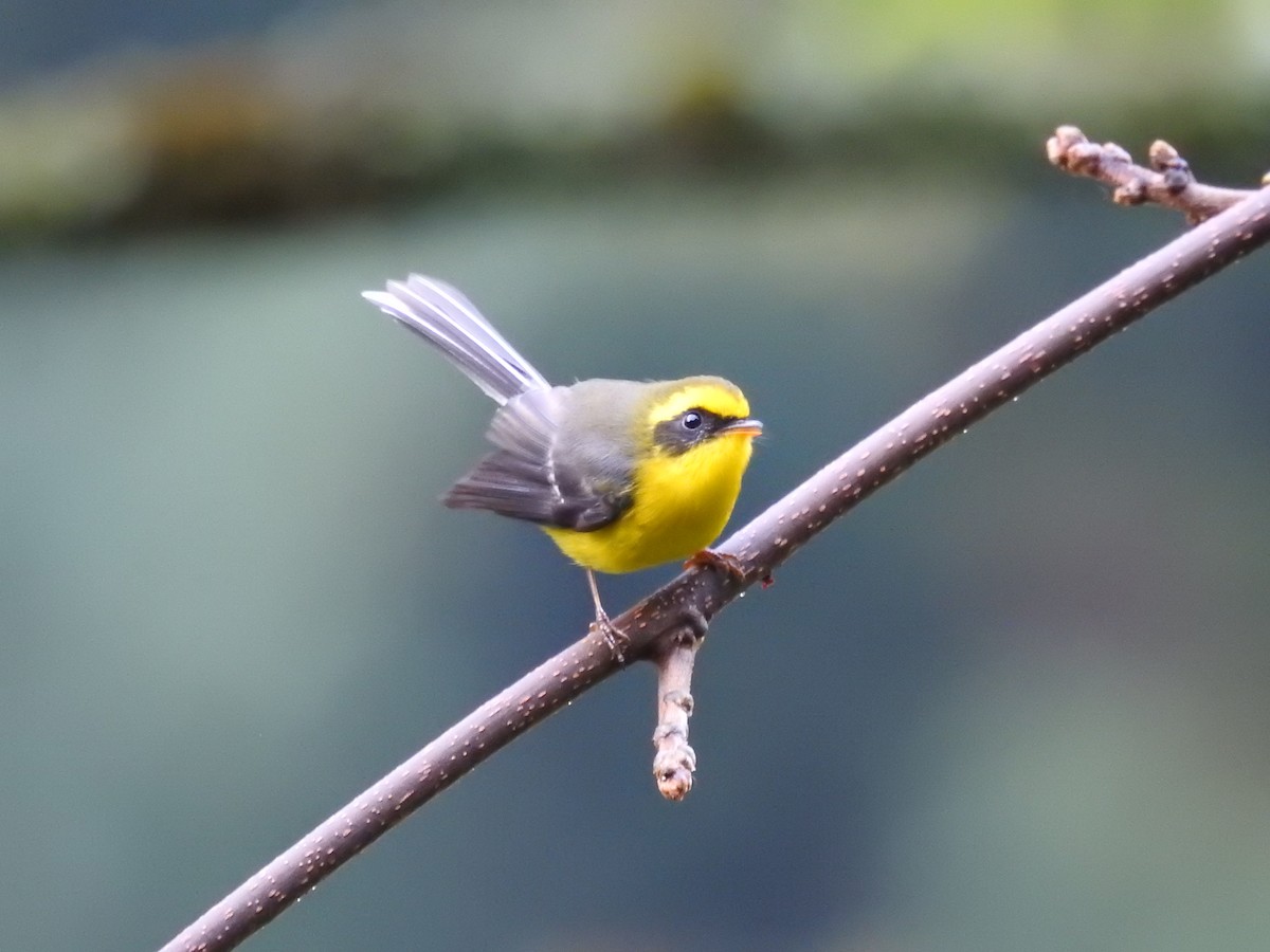 Yellow-bellied Fairy-Fantail - ML408781471