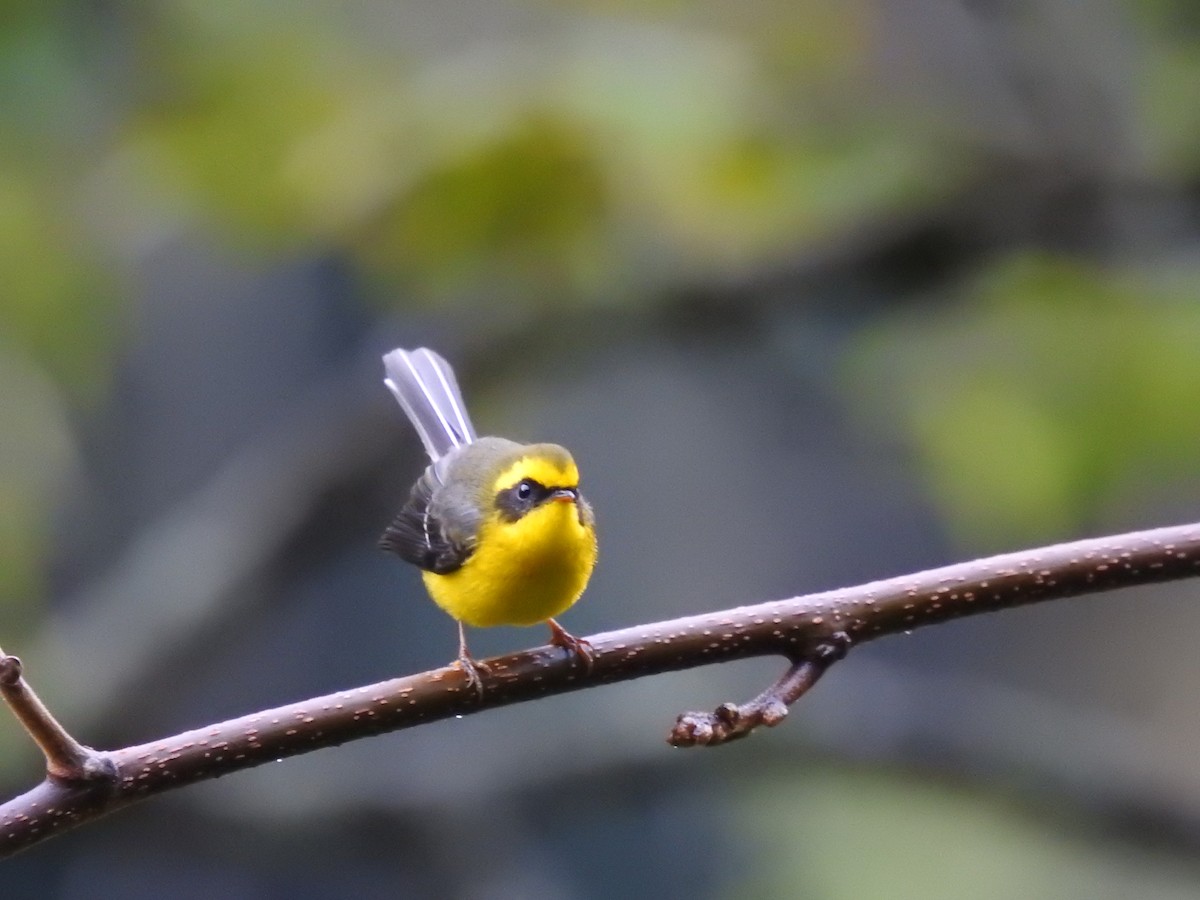 Yellow-bellied Fairy-Fantail - ML408781521