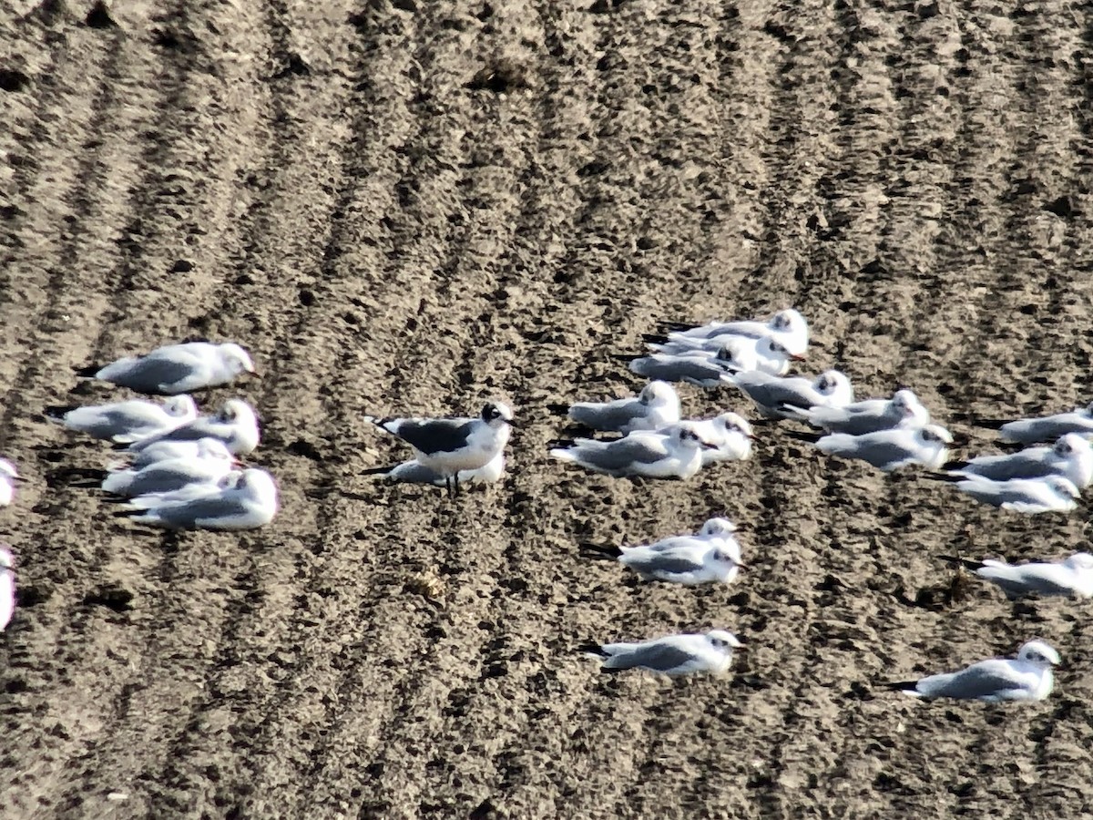 Franklin's Gull - ML408782191