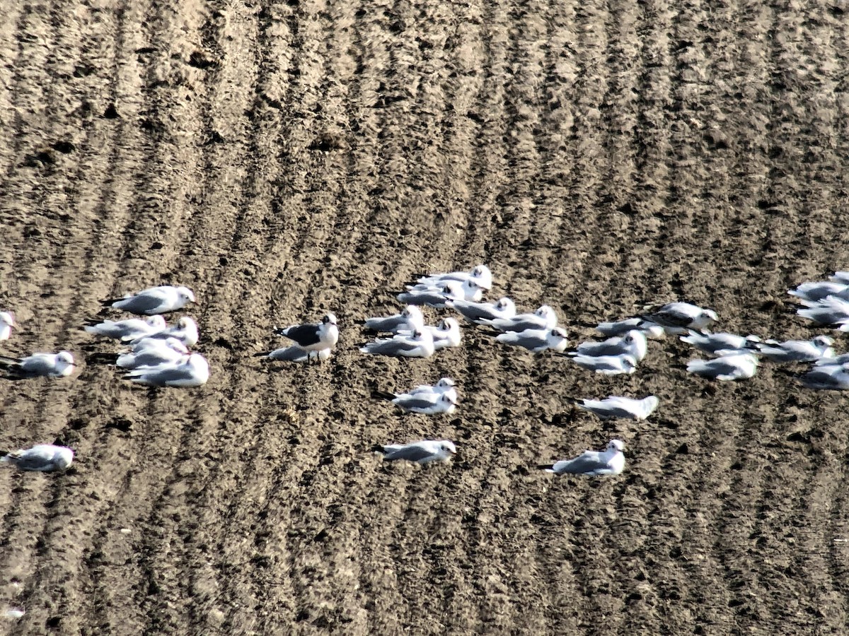 Franklin's Gull - ML408782301