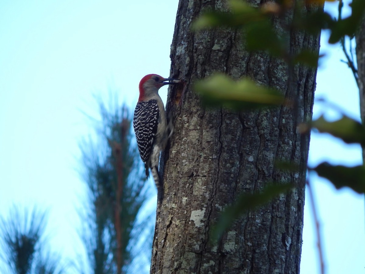 Red-bellied Woodpecker - ML40878271