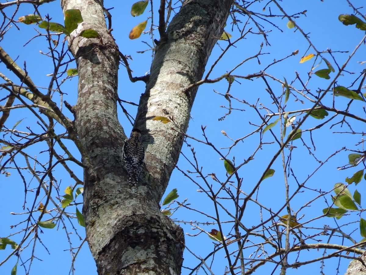 Yellow-bellied Sapsucker - ML40878291