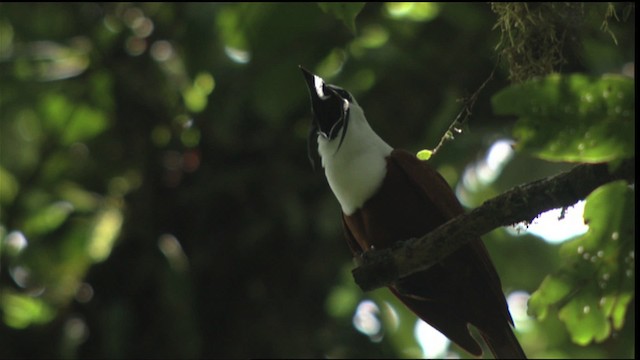 Three-wattled Bellbird - ML408783